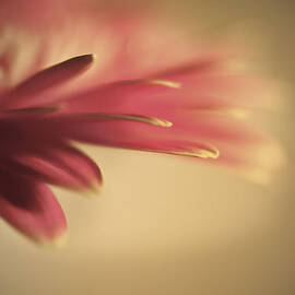 Beautiful gerbera daisy flowermacro with shallow depth of field  by Matthew Gibson