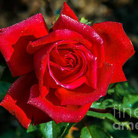 Beautiful Red Rose After A Rain by Robert Bales