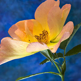 Beautiful Single Rose by Jean Noren