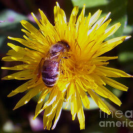 Bee At Work by Marius Mitea