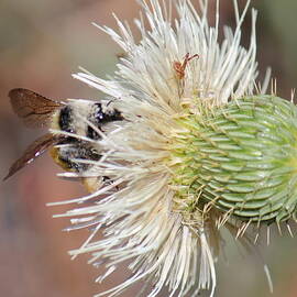 Bee In A Thistle