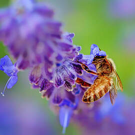 Bee on Russian Sage