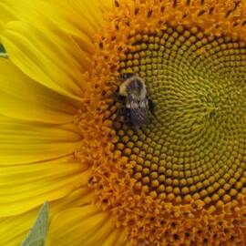 Bee Settling In