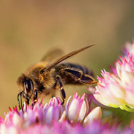 Bee Sitting on Flower by John Wadleigh