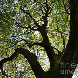 Images That Excite You Art Group