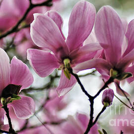Behind a bloom of Magnolias