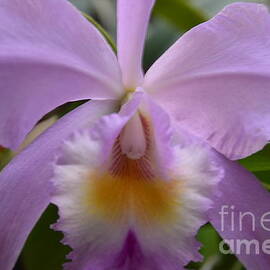 Belle Isle Orchid