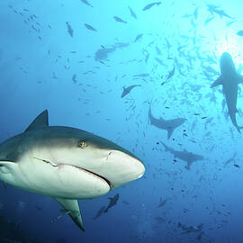 Beqa Shark Labs by Alexander Safonov