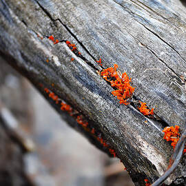 between the cracks by Matthew Blum