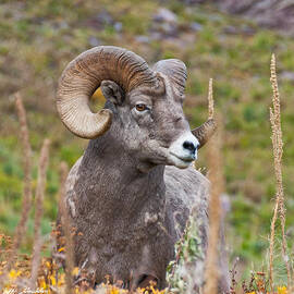 Bighorn Ram by Jeff Goulden