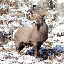 BigHorn Sheep in Rocky Mountain National Park by Natural Focal Point Photography