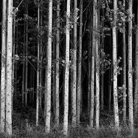 Birch Forest In Black And White by Douglas Taylor