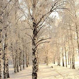 Birch trees in the winter