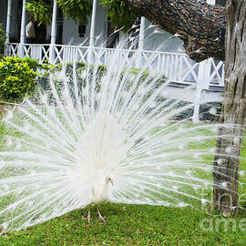 White Peacock Beauty - by Luther Fine Art