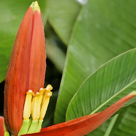 Bird of Paradise DB by Rich Franco