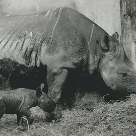 Birth of a rhinoceros in the zoo of Zurich. by Retro Images Archive