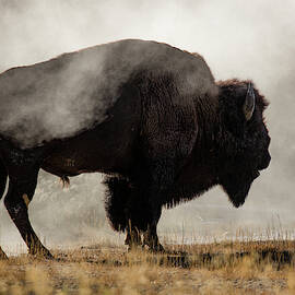 Bison In Mist, Upper Geyser Basin by Adam Jones