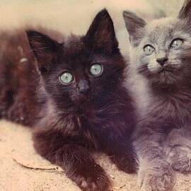 Black and Gray Kitten Brothers by Trudy Brodkin Storace