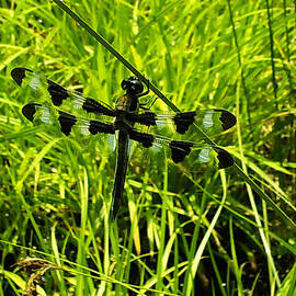 Black and white winged Dragonfly by Flees Photos