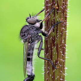 Black Assassin Robber Fly by Juergen Roth