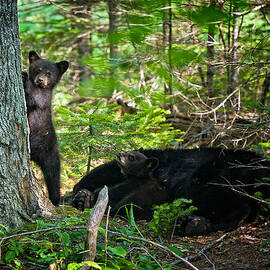 Black bear cubs stand watch while momma bear sleeps. by Jeff Sinon