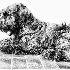 Giant Schnauzer Mixed Media