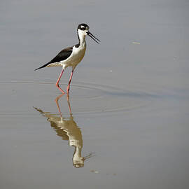 Black-necked Stilt