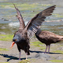 Black Oystercatchers at Bodega Bay