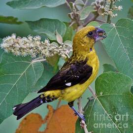 Black-Thighed Grosbeak by Heiko Koehrer-Wagner