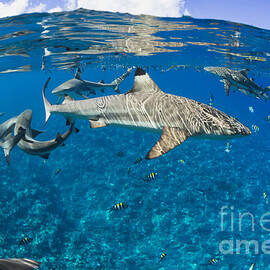 Blacktip reef sharks _Carcharhinus melanopterus_ Yap, Micronesia by Dave Fleetham