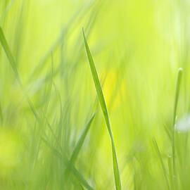 Blades of grass - green spring meadow - abstract soft blurred