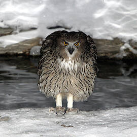 Blakistons Fish Owl by M. Watson