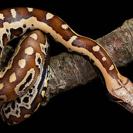 Blood Python Python Brongersmai by David Kenny