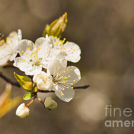 Blossoms