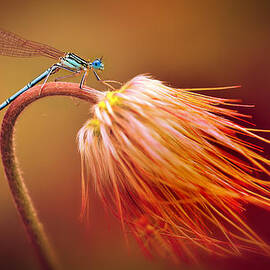 Blue dragonfly on a dry flower by Jaroslaw Blaminsky