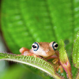 Blue-eyed Tree Frog On A Leaf by Animal Images