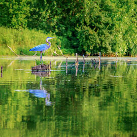 Blue Heron on guard by Alexey Stiop