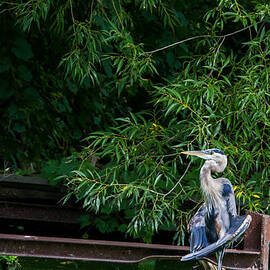 Blue Heron