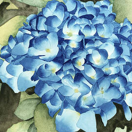 Blue Hydrangeas