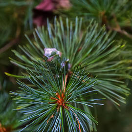 Blue Japanese White Pine by Flees Photos
