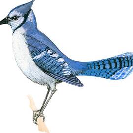 Blue jay  by Anonymous