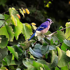 blue jay in a tree by Flees Photos