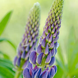 Blue Lupin flower
