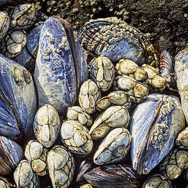 Blue Mussels by Kelley King