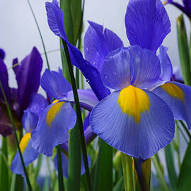 Blue Purple Iris Flowers Art Prints by Patti Baslee