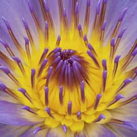 Blue Water Lily by Heiko Koehrer-Wagner