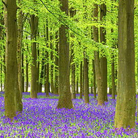 Bluebell And Beech Tree Forest by Chrishepburn
