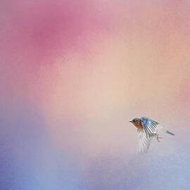 Bluebird 1 - I Wish I Could Fly Series by Jai Johnson