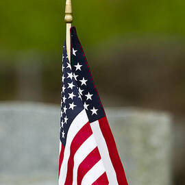 Bluebird Perched on American Flag