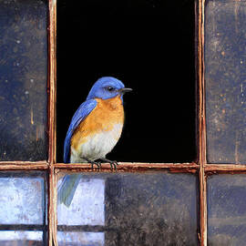 Bluebird Window